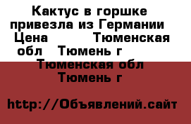  Кактус в горшке, привезла из Германии › Цена ­ 200 - Тюменская обл., Тюмень г.  »    . Тюменская обл.,Тюмень г.